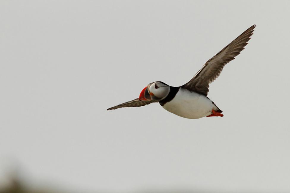 El vuelo del frailecillo